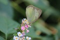 A small white or pieris rapae butterfly on lantana camara flowers Royalty Free Stock Photo