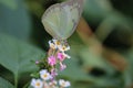 A small white or pieris rapae butterfly on lantana camara flowers Royalty Free Stock Photo
