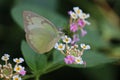 A small white or pieris rapae butterfly on lantana camara flowers Royalty Free Stock Photo