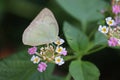 A small white or pieris rapae butterfly on lantana camara flowers Royalty Free Stock Photo