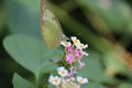 A small white or pieris rapae butterfly on lantana camara flowers Royalty Free Stock Photo