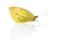 Small white, Pieris rapae in front of a white background Royalty Free Stock Photo