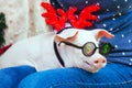 Piggie piggy piglet red pig sits Yellow New Year christmas hold hand face decorations deer antler horn sunglasses