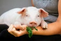 Piggie piggy piglet red pig sits 2019 Yellow New Year christmas hold hand face white green grass eat close-up