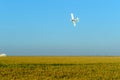 White plane fumigating rice fields with blue sky Royalty Free Stock Photo