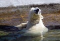 Small white polar bear taking bath Royalty Free Stock Photo