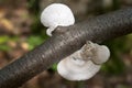 Small white polypore fungus on tree branch