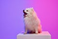 Small white pomeranian Spitz, doggy sitting on box isolated over gradient pink-purple background in neon light. Concept