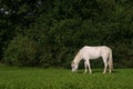 Small white pony