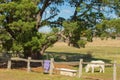 Small White Pony Eating in Paddock