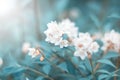 Small white primroses flowers in the forest. Delicate spring art image, toned turquoise color. Sunny day. Selective soft focus