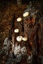 Small white pumpkins on tree stump in dark forest Halloween Royalty Free Stock Photo