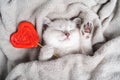 a small white purebred kitten sleeps with a red caramel heart on a gray blanket, british chinchilla, valentine's day Royalty Free Stock Photo