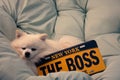 Small white purebred Pomeranian dog sleeping next to a New York license plate.