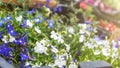 Small white and purple flowers in boxes extreme closeup