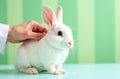 A small white rabbit enjoys being petted by a person hand on a table with a soft green background Royalty Free Stock Photo
