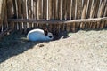 A small white rabbit hides under a wooden fence on a farm. Royalty Free Stock Photo
