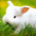 Small white rabbit Playing on the lawn