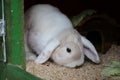 A small white rabbit is sitting in the barn Royalty Free Stock Photo