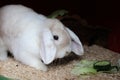 A small white rabbit is sitting in the barn Royalty Free Stock Photo