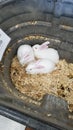 Small White Rabbits