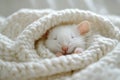 Small white rat sleeping under a warm white knitted blanket, enjoying comfort and warmth Royalty Free Stock Photo