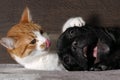 Small white-and-red cat and a huge black dog bulldog with a big mouth. Cat scratch dog claws, pink tongue. Dog scared Royalty Free Stock Photo