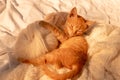 Small white red kitten sleeps with a ball of white threadon a soft blanket in the sunlight. The kitten played and fell asleep Royalty Free Stock Photo