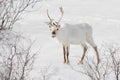 Small white reindeer