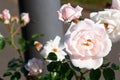 Small white roses bushes blooming on the road in garden Royalty Free Stock Photo