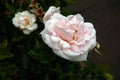 Small white roses bushes blooming on the road in garden Royalty Free Stock Photo