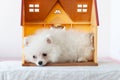 A small white sad Pomeranian puppy lies in a toy house Royalty Free Stock Photo