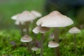 Small white saprotrophic mushrooms closeup Royalty Free Stock Photo