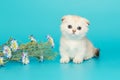 Small white Scottish fold kitten and flowers Royalty Free Stock Photo