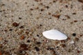 Small white sea shell half lying on sand macro Royalty Free Stock Photo