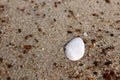 Small white sea shell half lying on sand macro Royalty Free Stock Photo