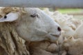 A small white sheep eating in the morning sheep farm