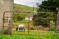 Small white sheep grazing grass on a farm behind old rusty metal fence. Royalty Free Stock Photo