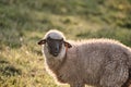 a small, white sheep stands in a grassy field at dusk