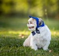 Small white Shih Tzu dog, wearing a bow tie and cap. Outdoor photo