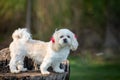 Small white Shih Tzu dog, wearing a headdress. Outdoor photo