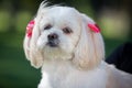 Small white Shih Tzu dog, wearing a headdress. Outdoor photo