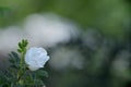 small white shrub rose in front of blurred green background Royalty Free Stock Photo