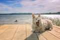 Small white sleepy dog lies and yawns on a wooden pier on the lake. Woman swims in the distance