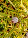 A small white snail on the green leaves Royalty Free Stock Photo