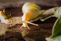 Small white snails