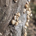 Small white snails on wood Royalty Free Stock Photo