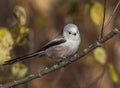 A small white songbird, a long-tailed tit, sits on a branch among the yellowing foliage of a bush