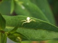 small white spider on a leaf Royalty Free Stock Photo