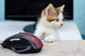 A small white spotted kitten near a computer mouse and monitor. Work in the office. A cat near the computer Royalty Free Stock Photo